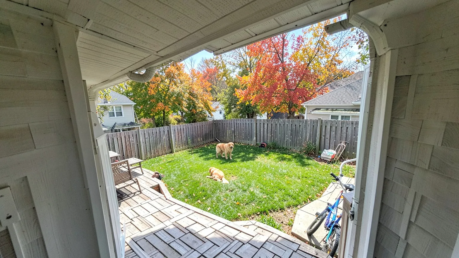 Camera view over a fenced backyard with two golden retrievers on the lawn